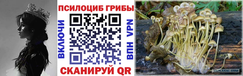 Галлюциногенные грибы Psilocybine cubensis  Иноземцево 